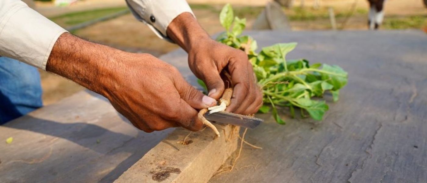 Ashwagandha Wirkung: Unterstützung für Körper & Geist