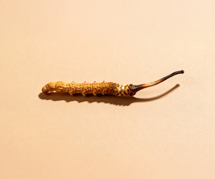 Cordyceps Sinensis