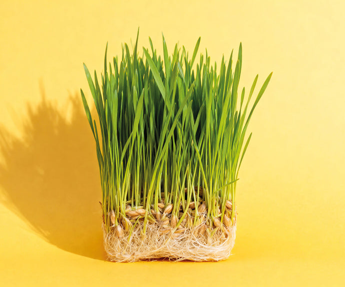 Bio Gerstengras Pulver