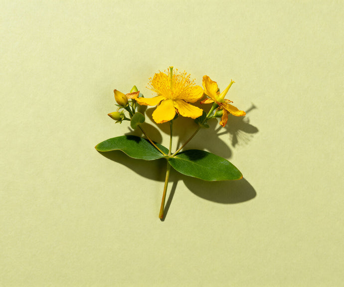 Johanniskraut Extrakt 10:1