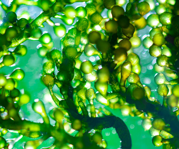 life's™ OMEGA Algenöl