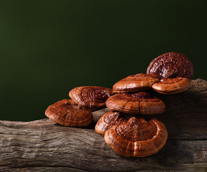 Reishi Pilz Extrakt
